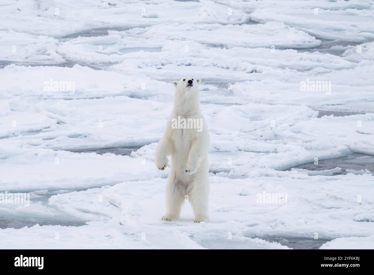 Oceano Artico, Svalbard, Norvegia. Grasso, sano orso polare femmina in piedi sul ghiaccio per pancake. Foto Stock