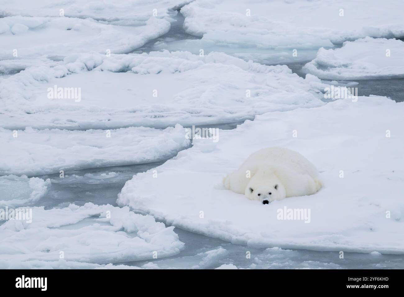 Oceano Artico, Svalbard, Norvegia. Grasso, sano orso polare femminile su ghiaccio pancake. Foto Stock