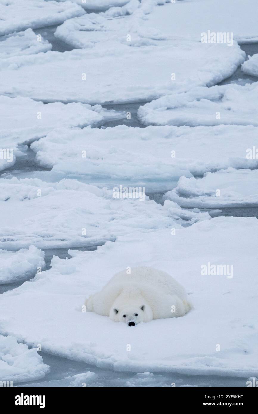 Oceano Artico, Svalbard, Norvegia. Grasso, sano orso polare femminile su ghiaccio pancake. Foto Stock