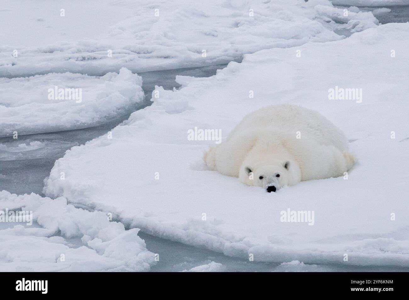 Oceano Artico, Svalbard, Norvegia. Grasso, sano orso polare femminile su ghiaccio pancake. Foto Stock