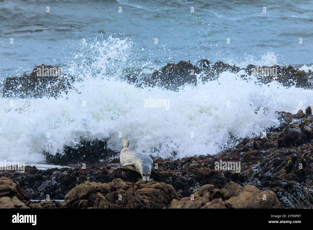 Una foca del porto viene minacciata da un'onda gigante nel nord della California. Foto Stock