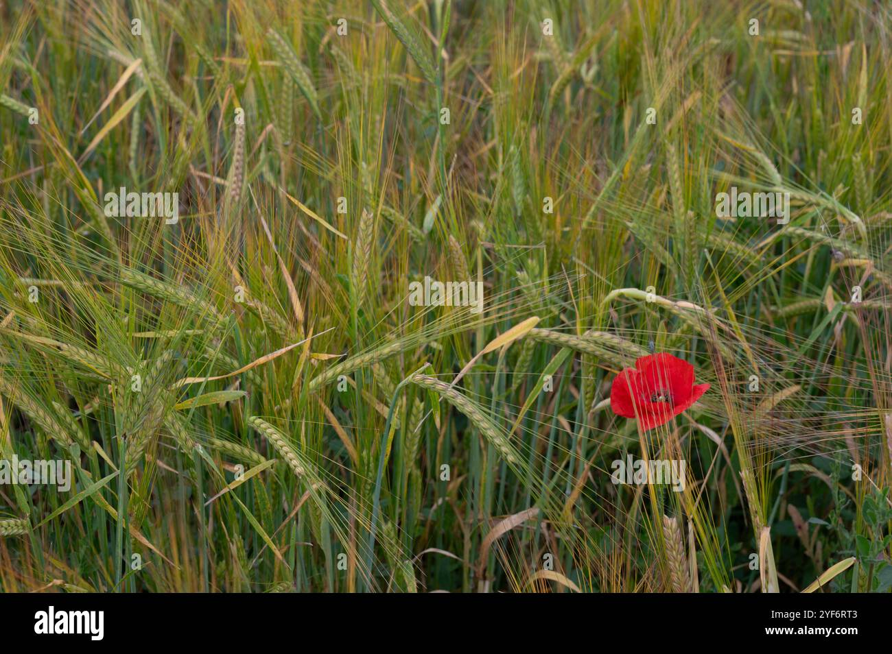 Un unico papavero rosso sulla sinistra dell'immagine in un campo di grano in spagna Foto Stock