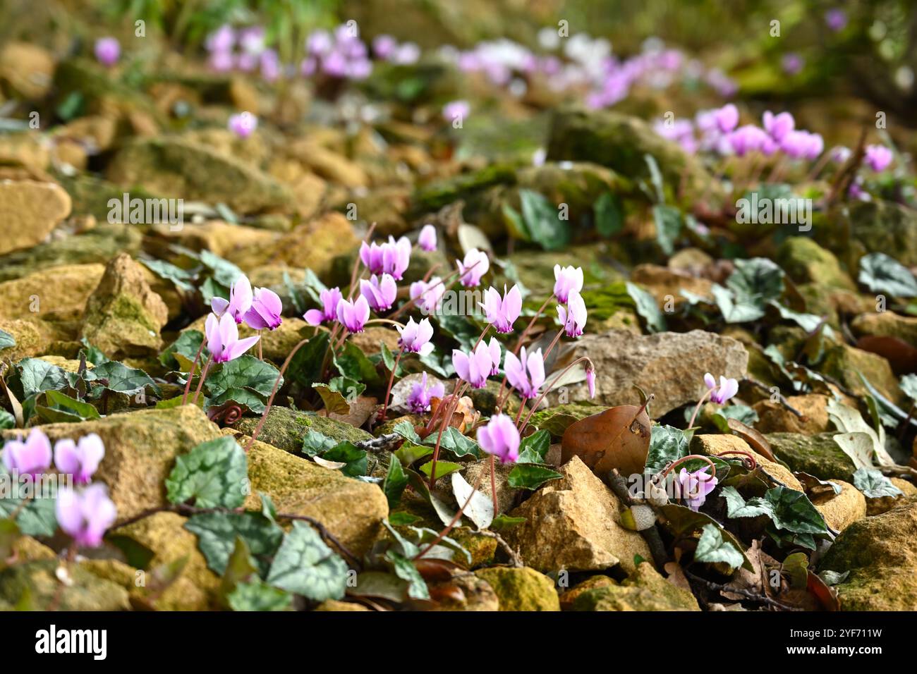 Fiori autunnali di ciclamini rosa e bianchi in un giardino di ghiaia inglese ottobre Foto Stock