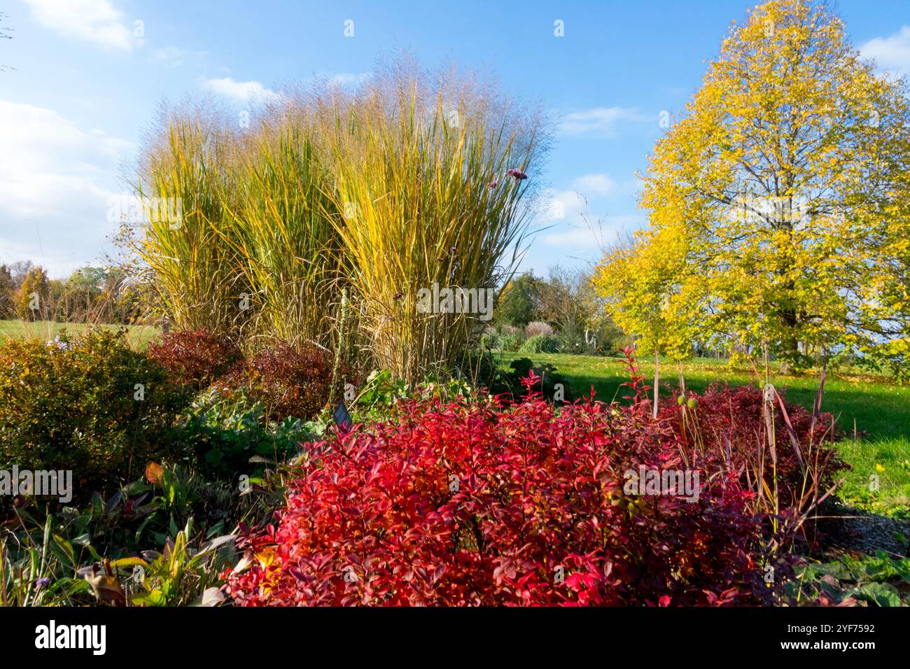 Panorama autunnale del Panicum virgatum 'Thundercloud', Sunny Day Autumnal Sun Blue Sky Garden Scene ottobre Foto Stock