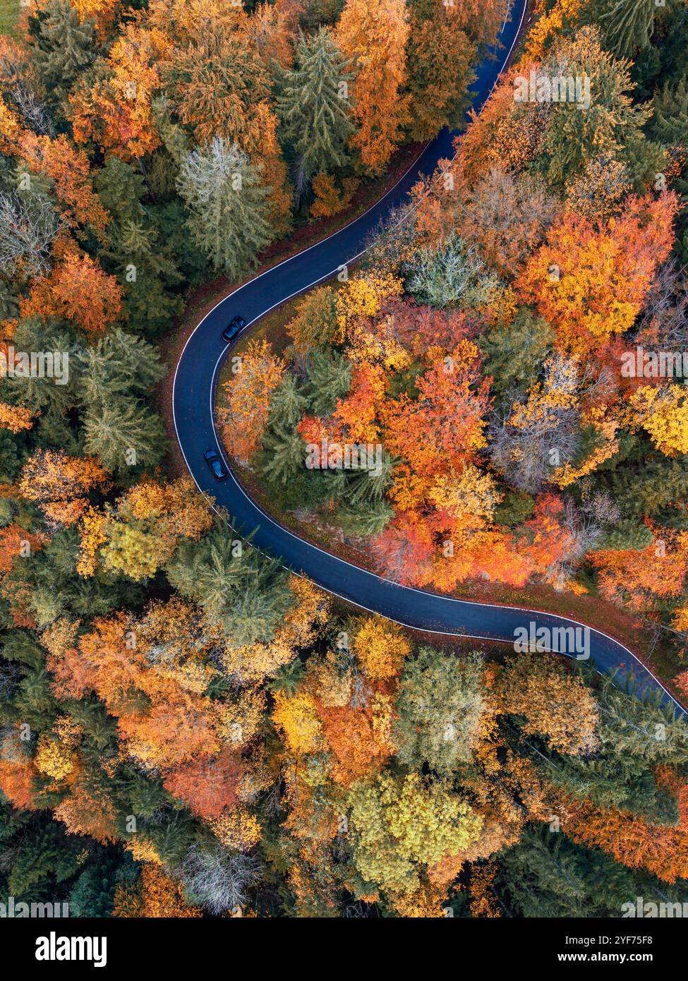 Vista aerea delle auto che guidano su una strada che si snoda attraverso una foresta autunnale, Salisburgo, Austria Foto Stock
