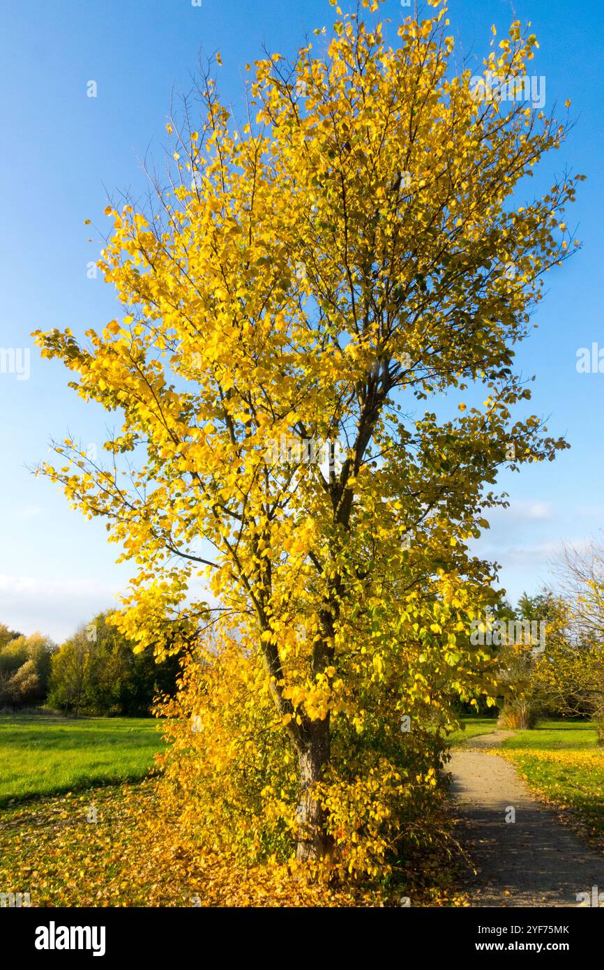 Ulmus laevis European White Elm cielo azzurro giorno soleggiato Foto Stock