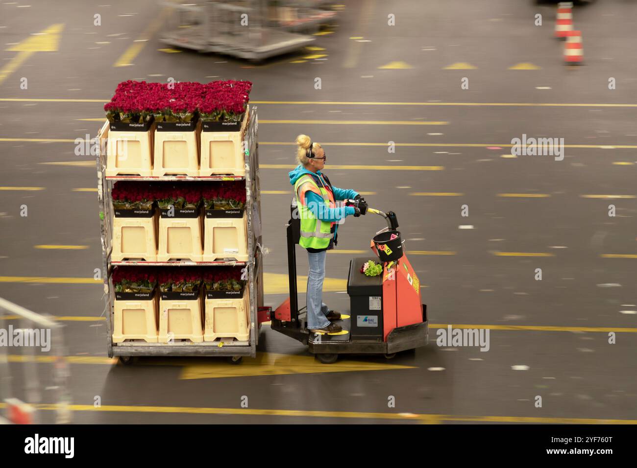 Il dipendente dell'asta di fiori di Aalsmeer trasporta secchi con fiori di rosa in un carrello. Foto Stock