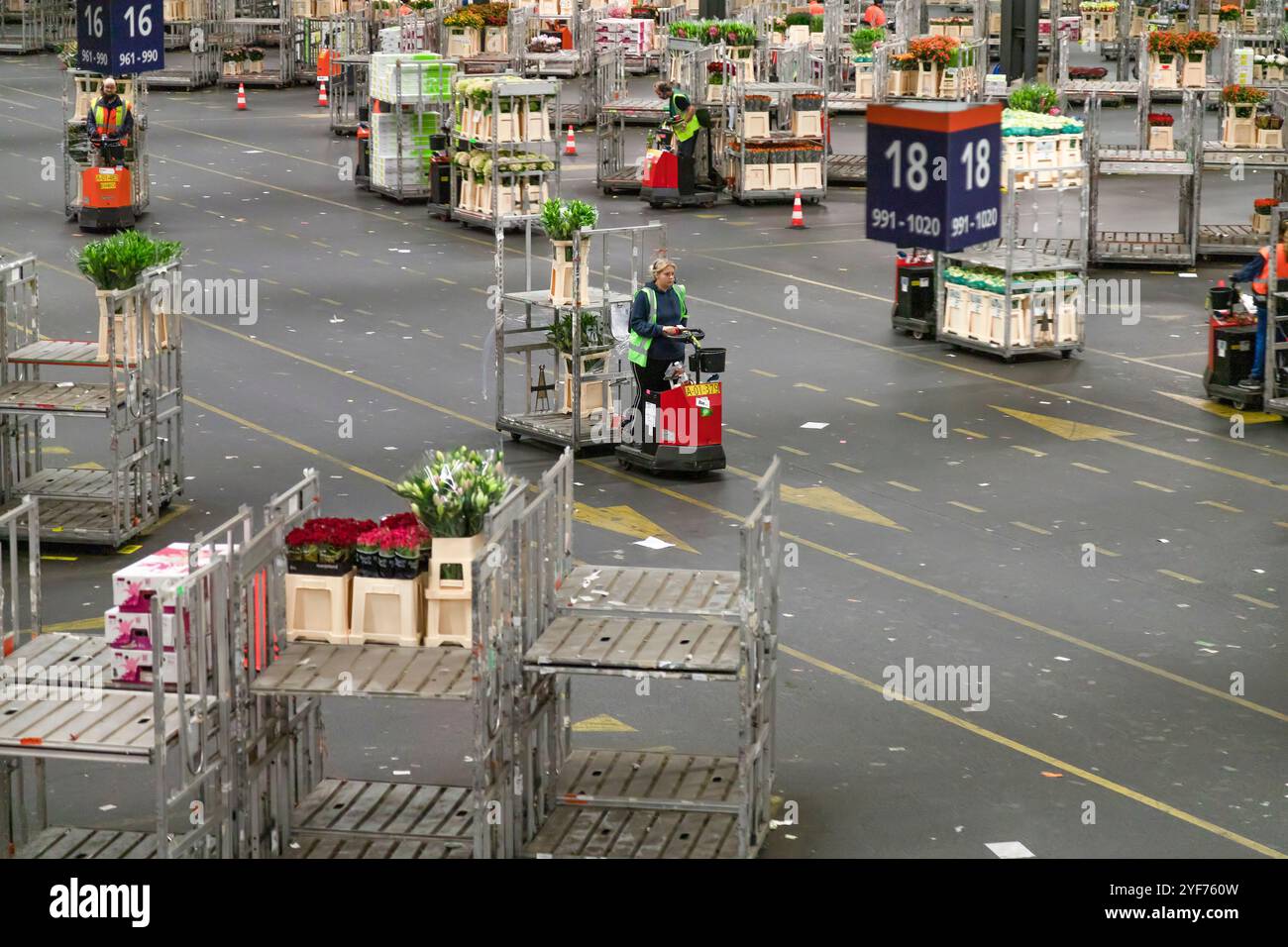 Carri con fiori alla più grande asta di fiori del mondo - FloraHolland, nella città olandese di Aalsmeer vicino ad Amsterdam. Foto Stock