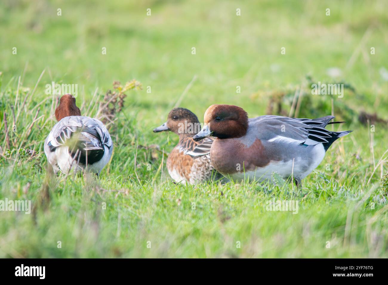 Wigeon (Anas penelope) anatra in un campo a Norfolk, Inghilterra, Regno Unito. Uccelli, fauna selvatica Foto Stock