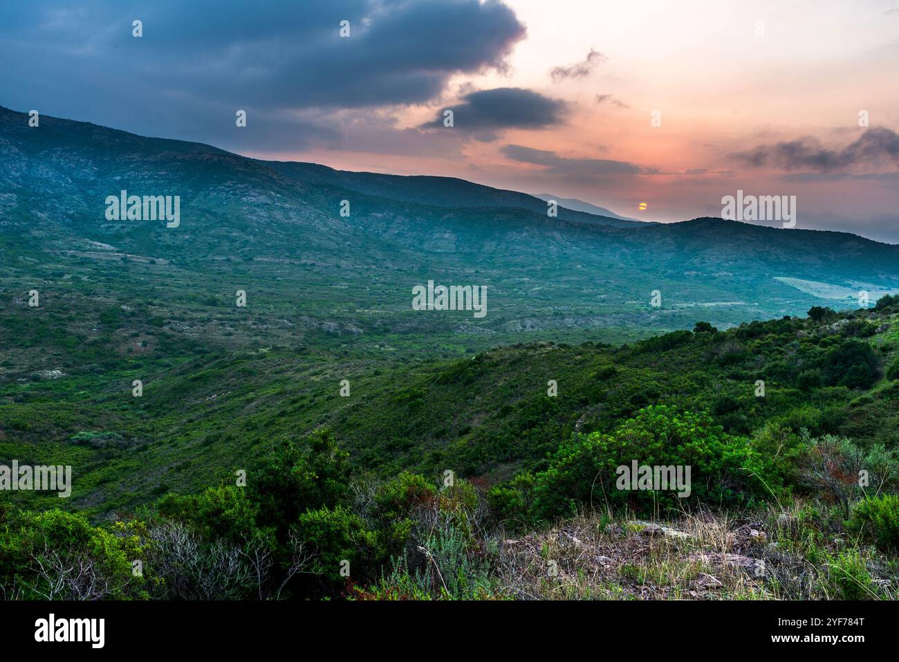 Foresta del Marganai, Sardegna Foto Stock
