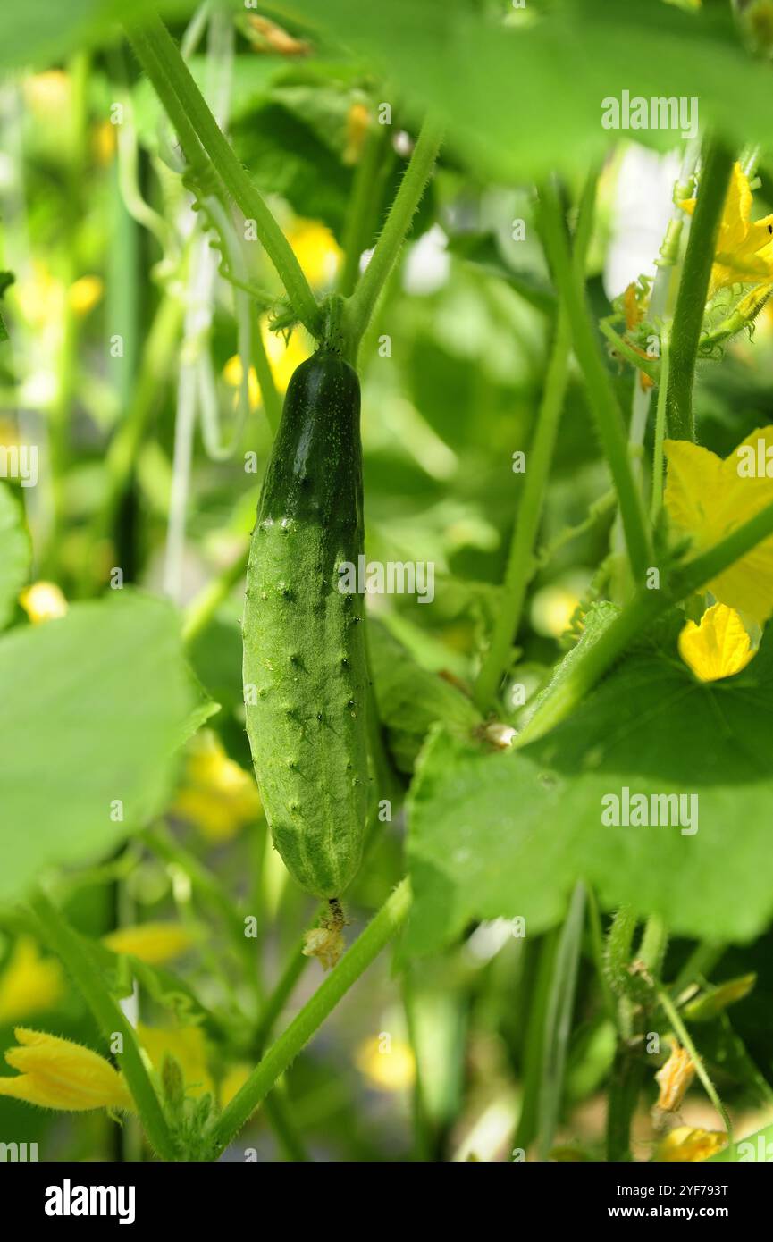 Cetriolo, verde, fresco, stil Life, cibo sano dettaglio fresco, agricoltura sana, nessun additivo chimico, nessun ogm, pulito, mangiare Foto Stock