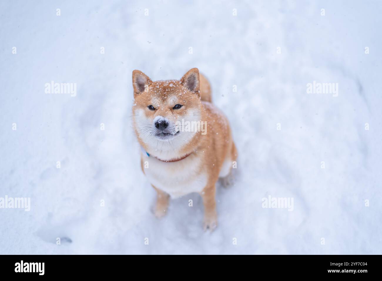 Il cane Shiba inu guarda in alto in inverno. Faccia ricoperta di neve. Vista dall'alto. Sta nevicando. Foto Stock