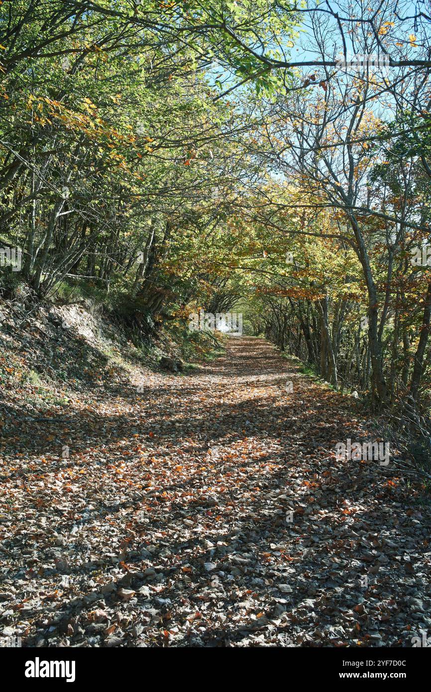 "I vigneti dorati, le mattine nebbiose e le calde sfumature dell'autunno: Scopri la magia dell'Italia rurale in autunno. 🍂🇮🇹 Foto Stock