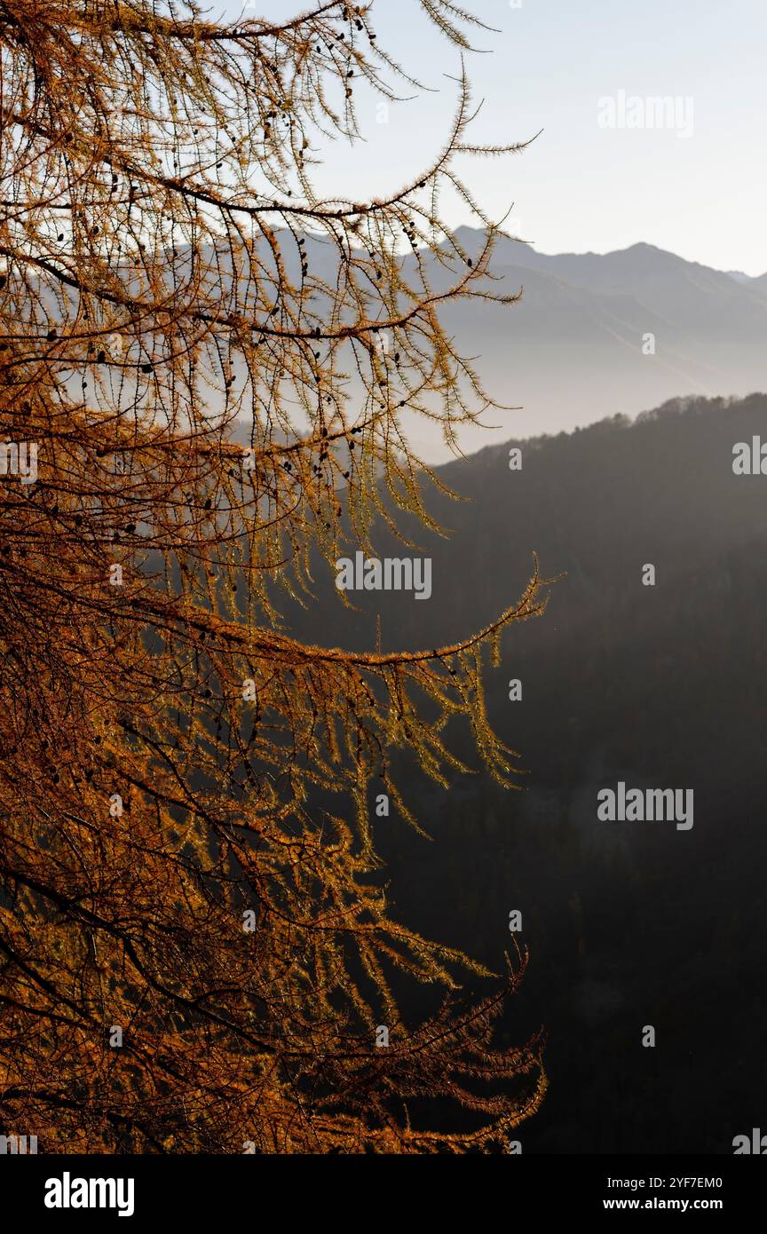 Colori autunnali nella natura montana delle Alpi marittime (Cuneo, Piemonte, Italia) Foto Stock