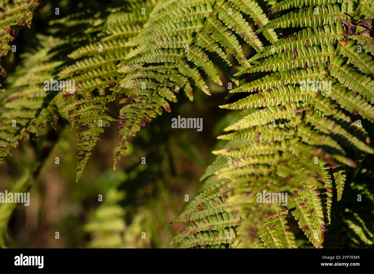 Colori autunnali nella natura montana delle Alpi marittime (Cuneo, Piemonte, Italia) Foto Stock