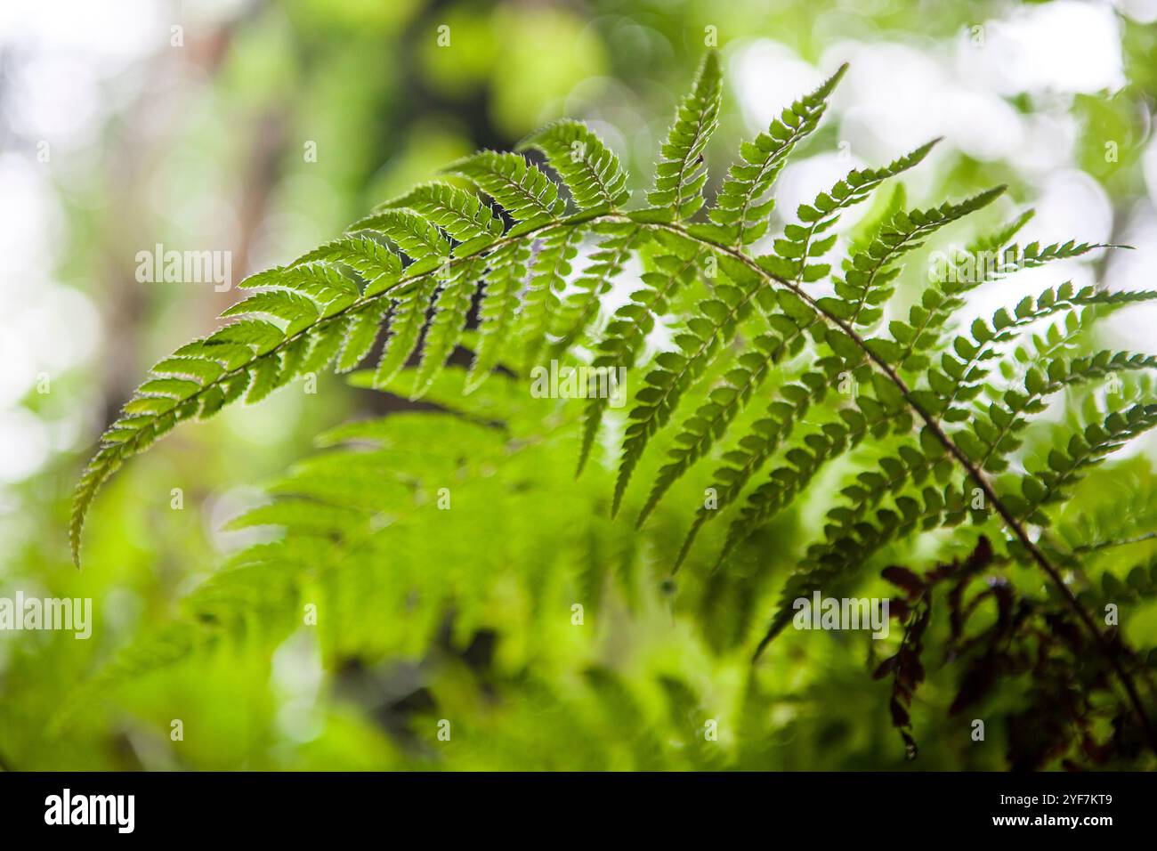 Dryopteris aemula felce che cresce accanto al fiume Produndu, Villaviciosa, Asturias, Spagna. Vista ad angolo basso Foto Stock