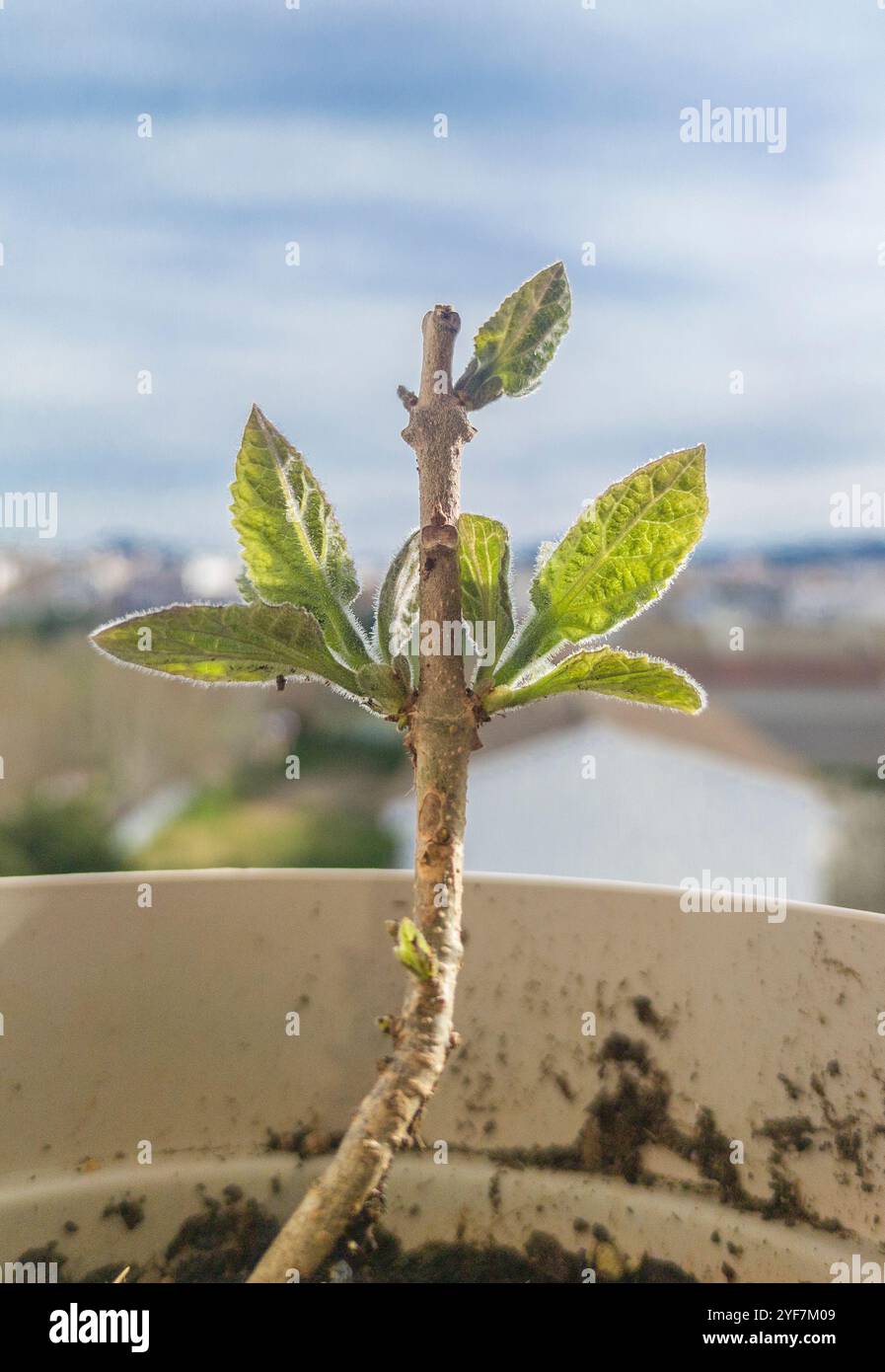 Paulownia tomentosa taglio che cresce in un ambiente urbano. Primo piano Foto Stock