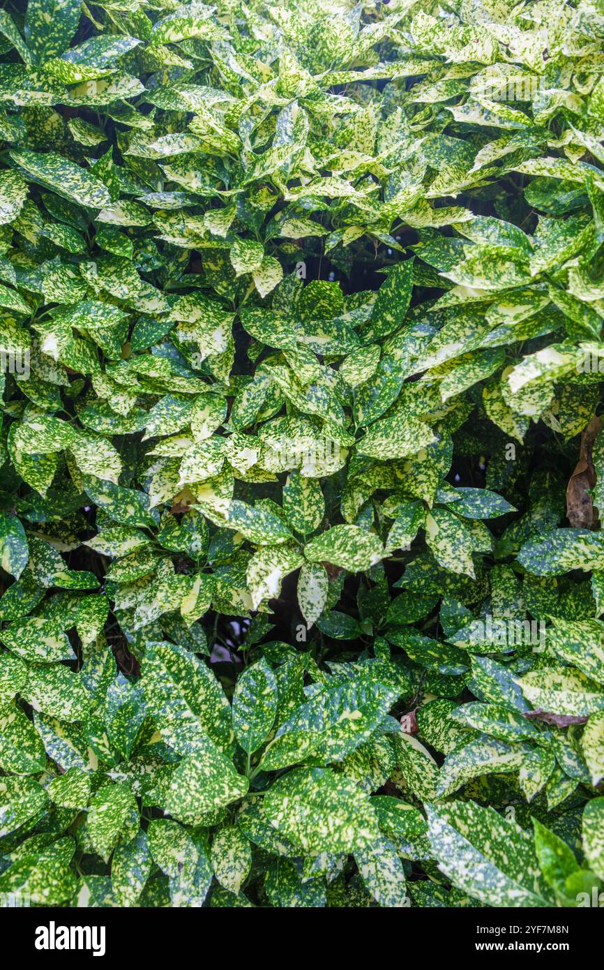 Aucuba japonica o alloro giapponese, piantato come siepe informale. Messa a fuoco selettiva Foto Stock