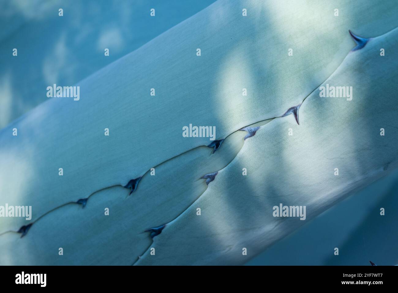 dettaglio artistico di fondo di una pianta di agave, la pianta di tekila. Punto della pianta in cui le foglie si separano dal tronco con le spine Foto Stock