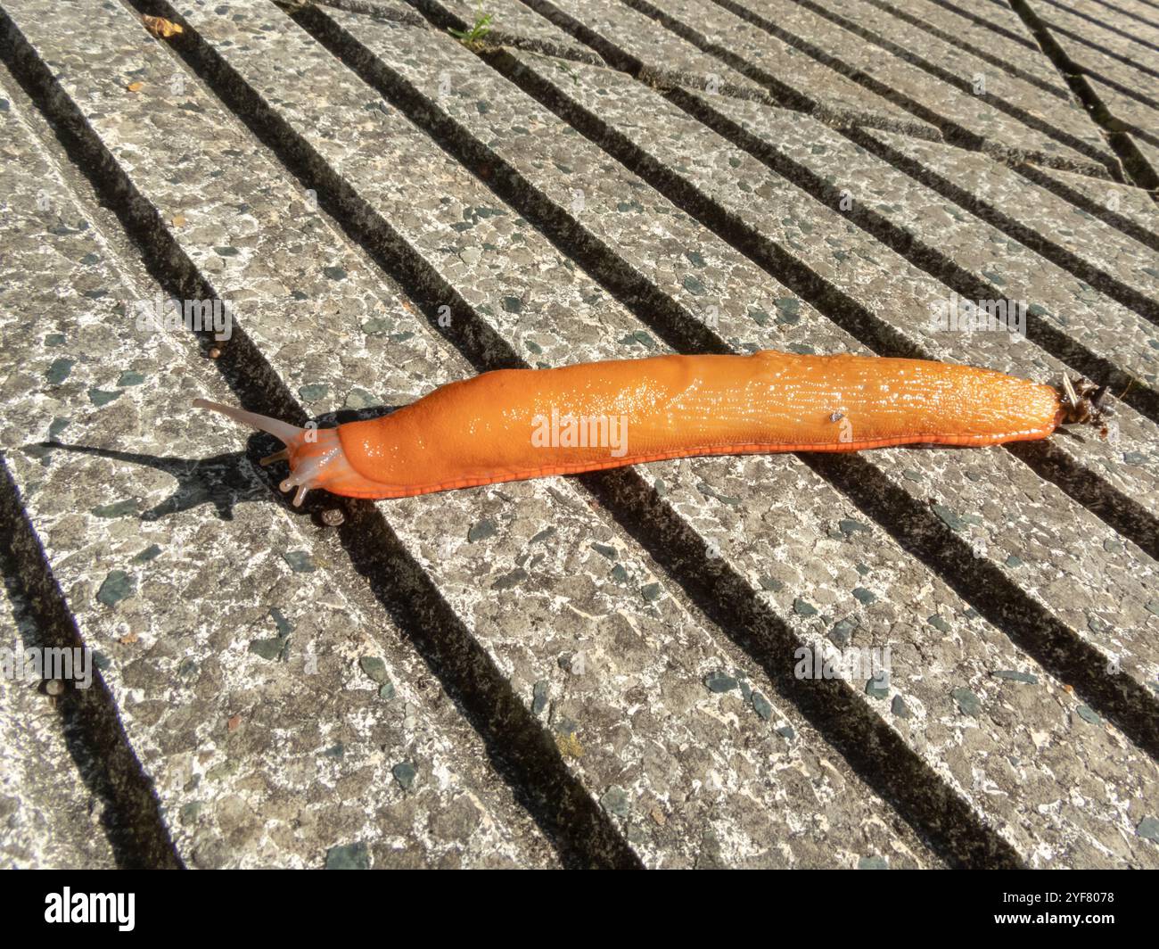 Specie invasiva lumaco spagnola. Arion vulgaris mollusco gasteropode polmonare terrestre. Parassita dell'agricoltura delle lumache. Foto Stock