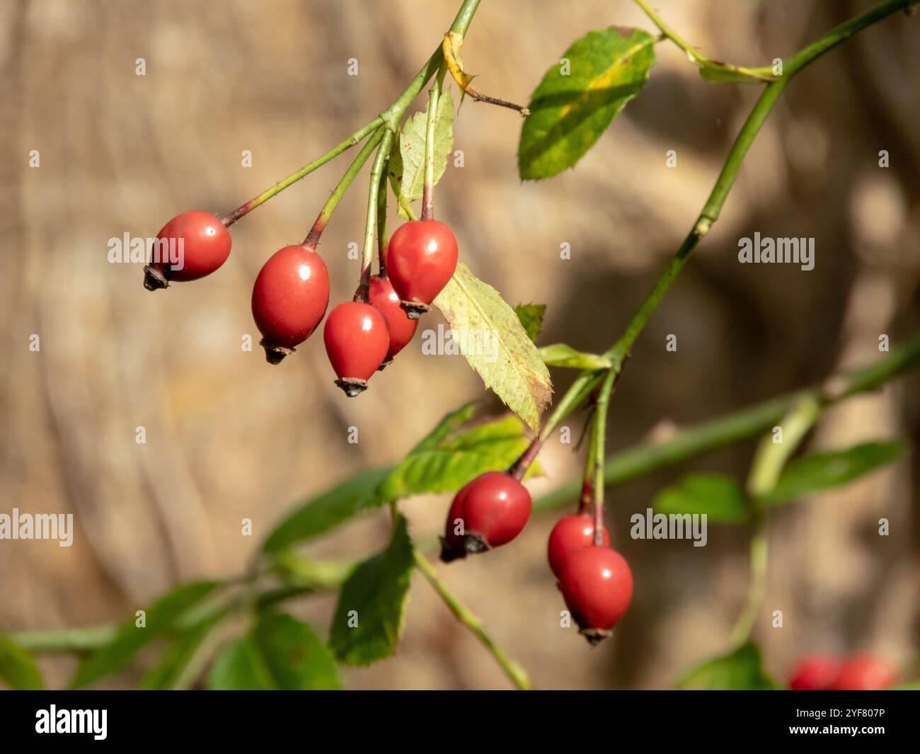 Rosa canina frutti rossi in autunno. Cane rosa pianta rampicante selvatica. Rosehip o rose hip. Foto Stock