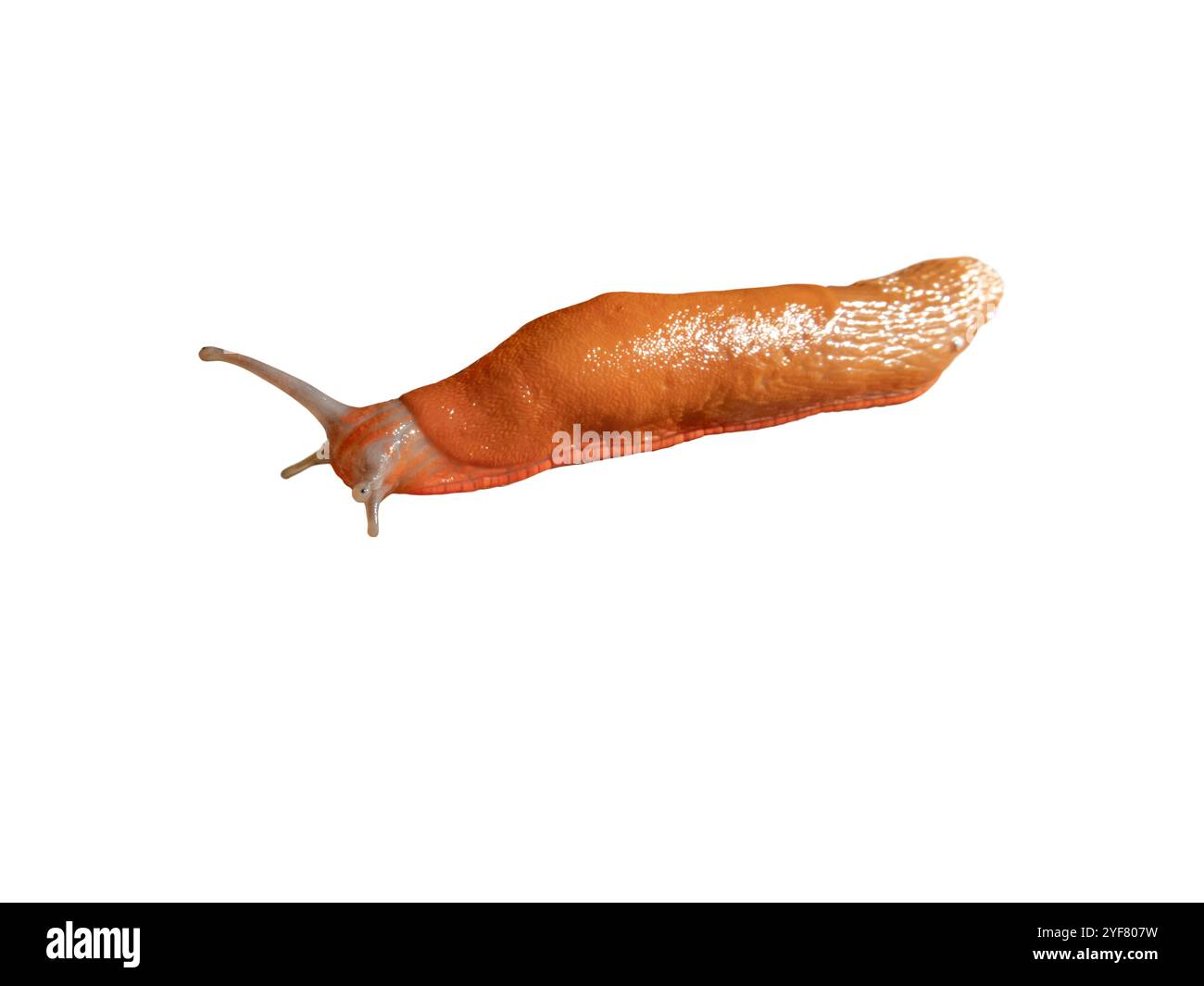 Lumaca spagnola isolata su sfondo bianco. Arion vulgaris mollusco gasteropode polmonare terrestre. Parassita dell'agricoltura delle lumache. Specie invasiva. Foto Stock