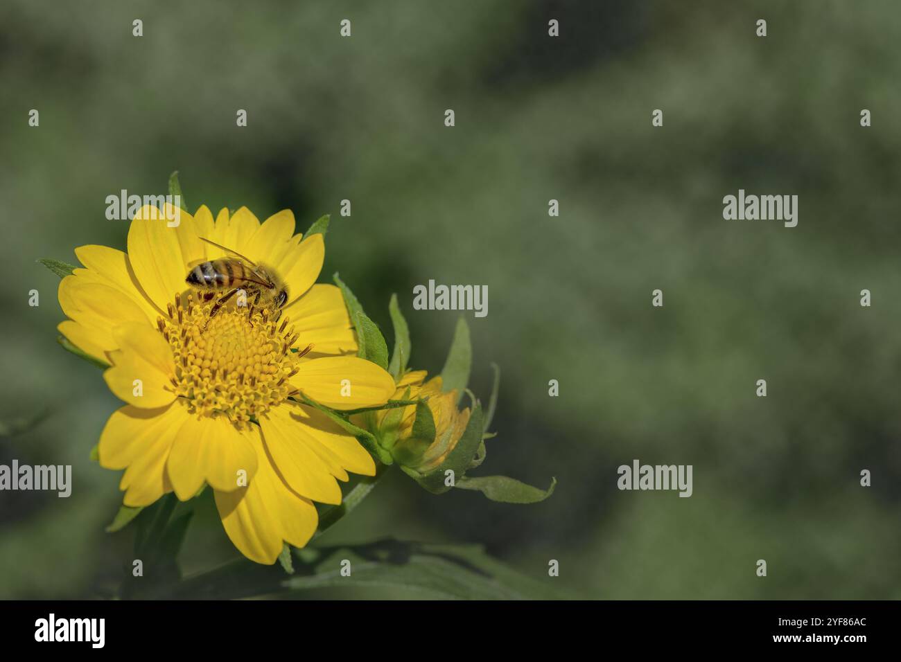 Honey Bee APIs mellifera che raccoglie polline su uno spazio di copia giallo di girasole verde. Foto Stock