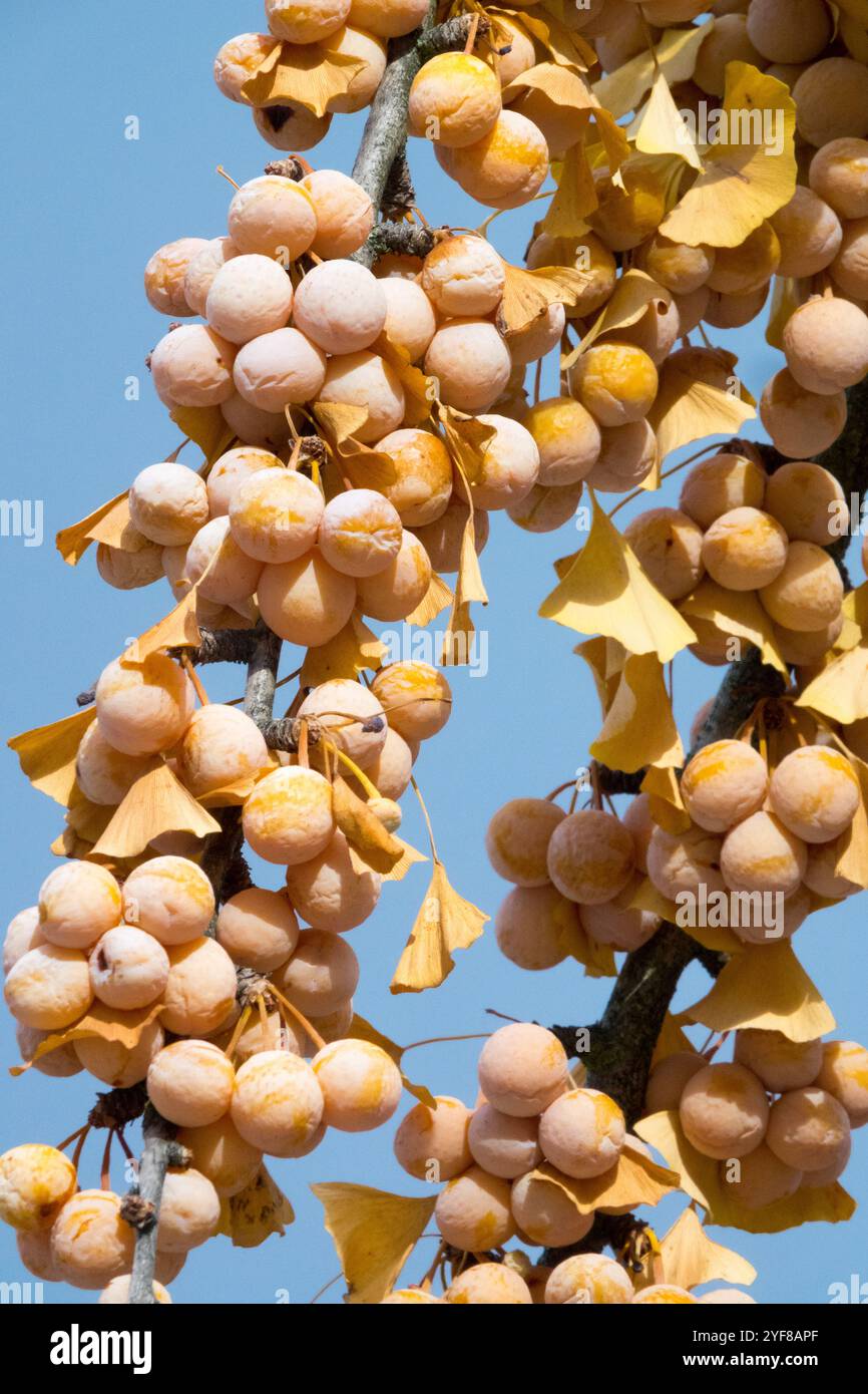 Ginkgo biloba Berries Fruits Maidenhair Tree Seeds maturazione su Twig Foto Stock