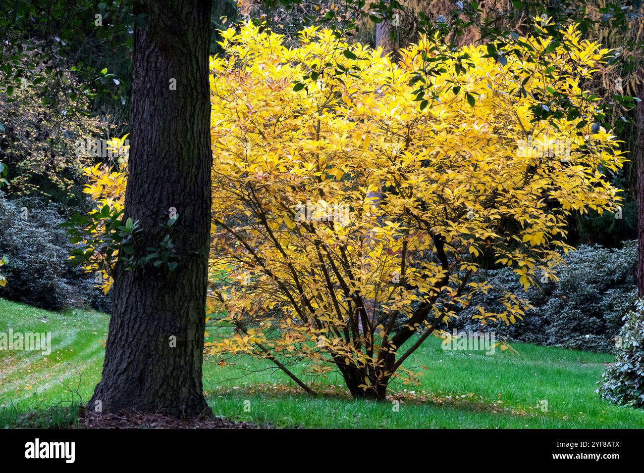 Fringe Tree in autunno, Chionanthus virginicus Foto Stock