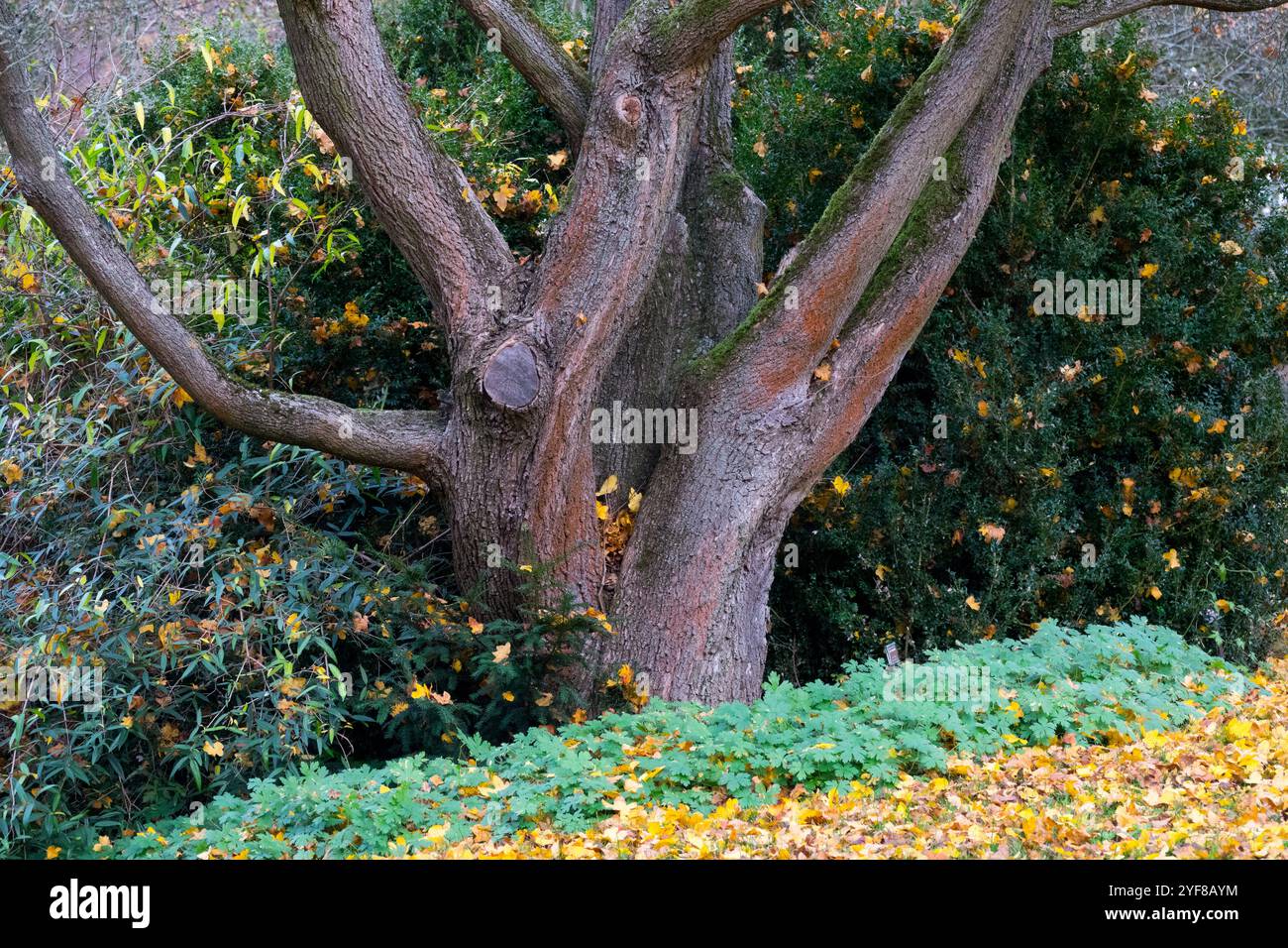 Vecchio tronco in acero Acer campestre nel giardino autunnale Foto Stock