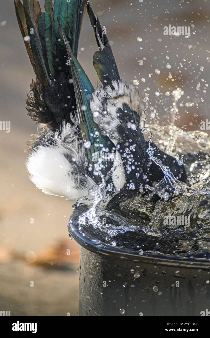 Magpie a becco nero, nome latino: Pica hudsonia, facendo un bagno di uccelli, si tuffa in acqua con un tuffo Foto Stock