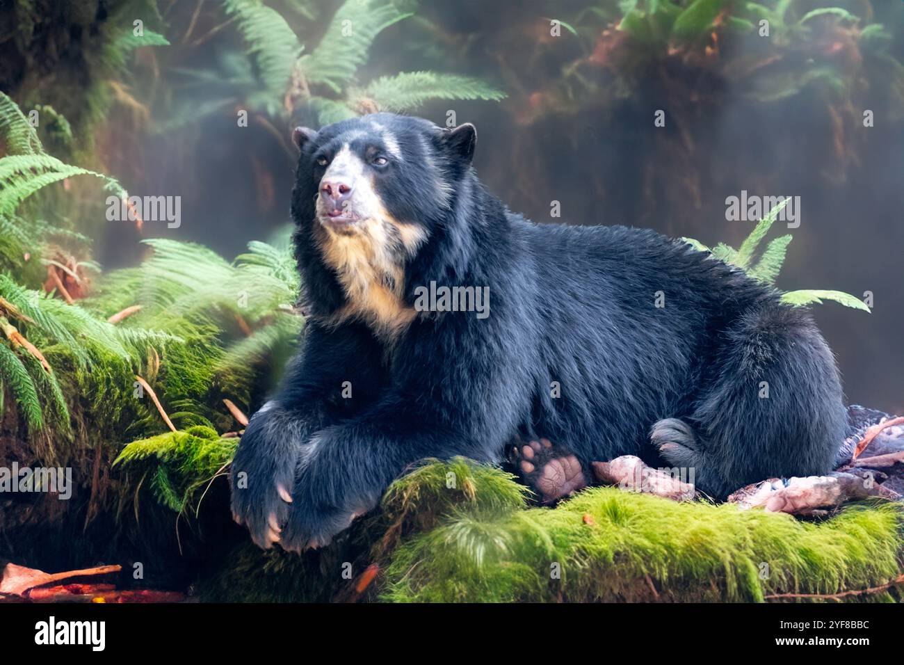 Orso spettacolare (Tremarctos ornatus) con messa a fuoco selettiva e sfocatura in profondità. Foto Stock
