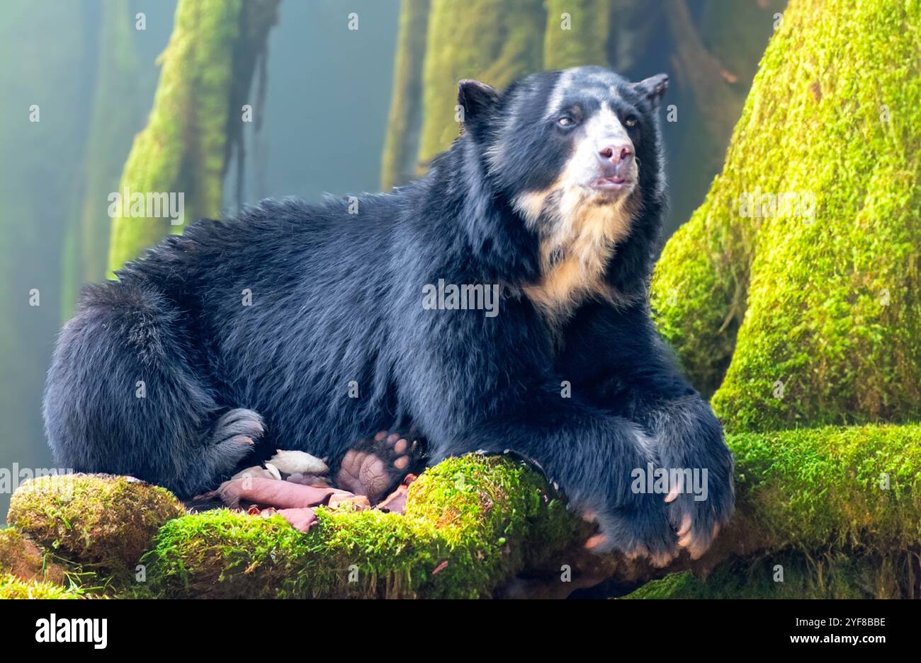 Orso spettacolare (Tremarctos ornatus) con messa a fuoco selettiva e sfocatura in profondità. Foto Stock