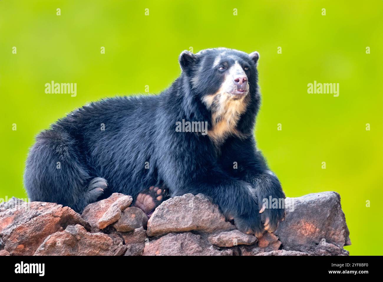Orso spettacolare (Tremarctos ornatus) con messa a fuoco selettiva e sfocatura in profondità. Foto Stock