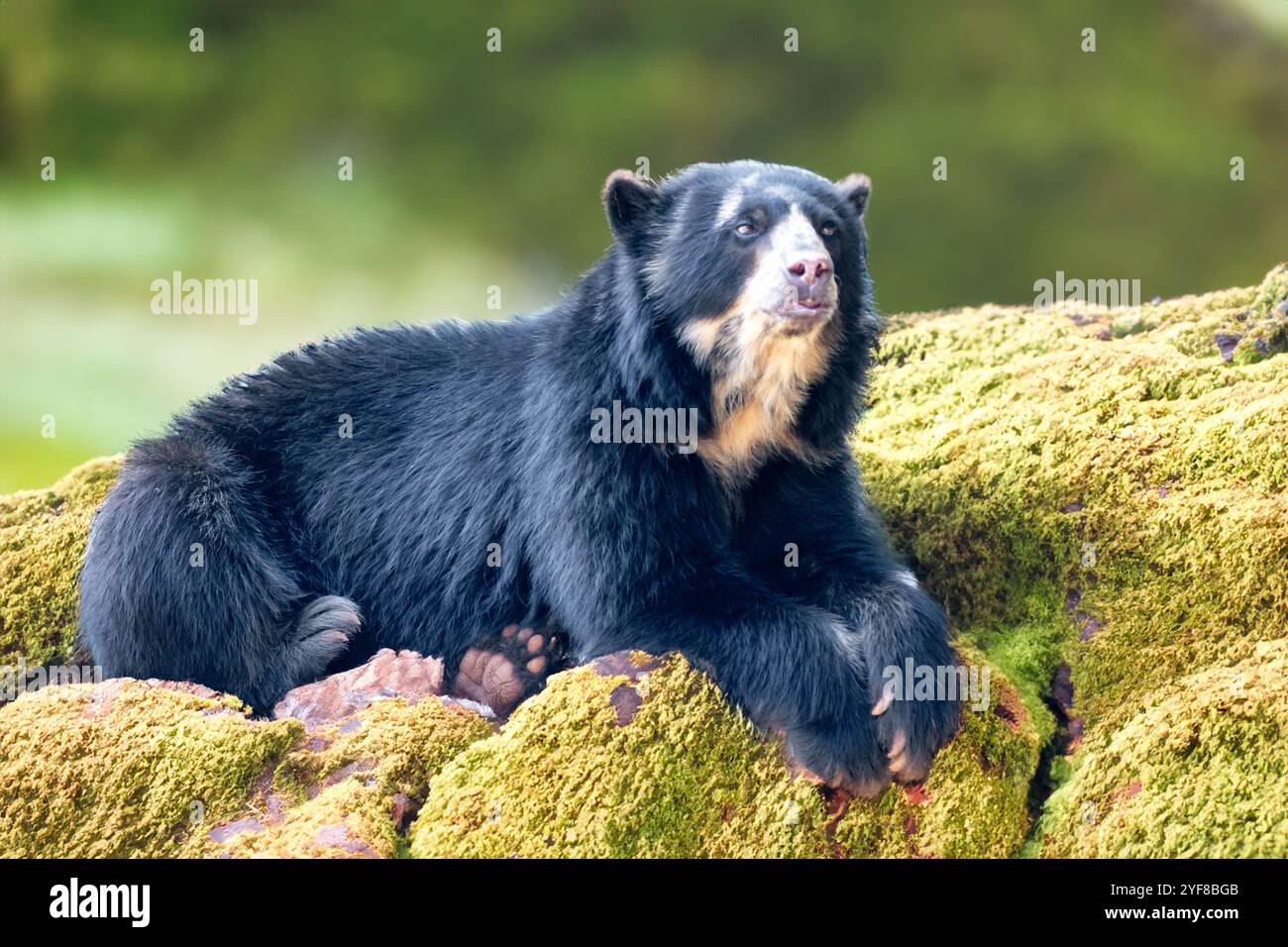 Orso spettacolare (Tremarctos ornatus) con messa a fuoco selettiva e sfocatura in profondità. Foto Stock