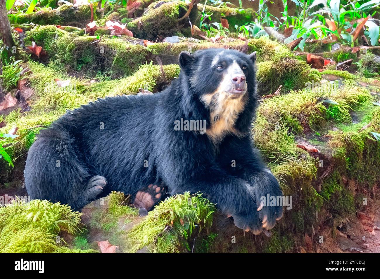 Orso spettacolare (Tremarctos ornatus) con messa a fuoco selettiva e sfocatura in profondità. Foto Stock