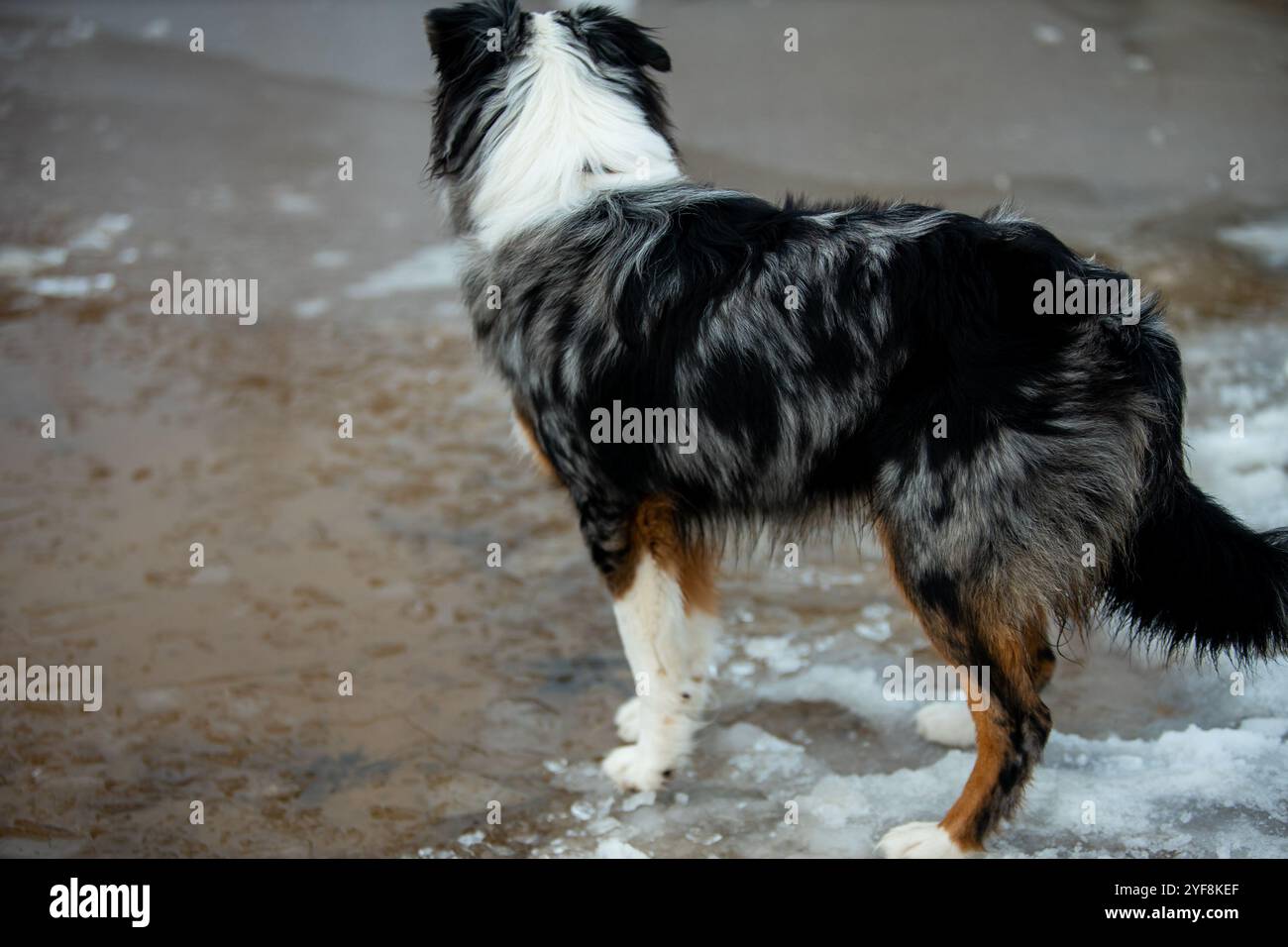 Un cane da pastore australiano si trova accanto a un lago ghiacciato. Il cane sembra vigile e curioso, pronto ad esplorare il paese delle meraviglie invernali Foto Stock