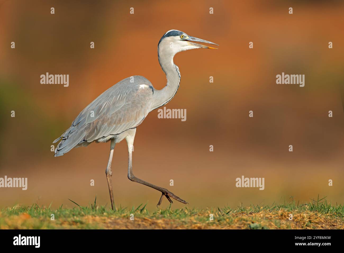 Un airone grigio (Ardea cinerea) in habitat naturale, Parco Nazionale del Chobe, Botswana Foto Stock