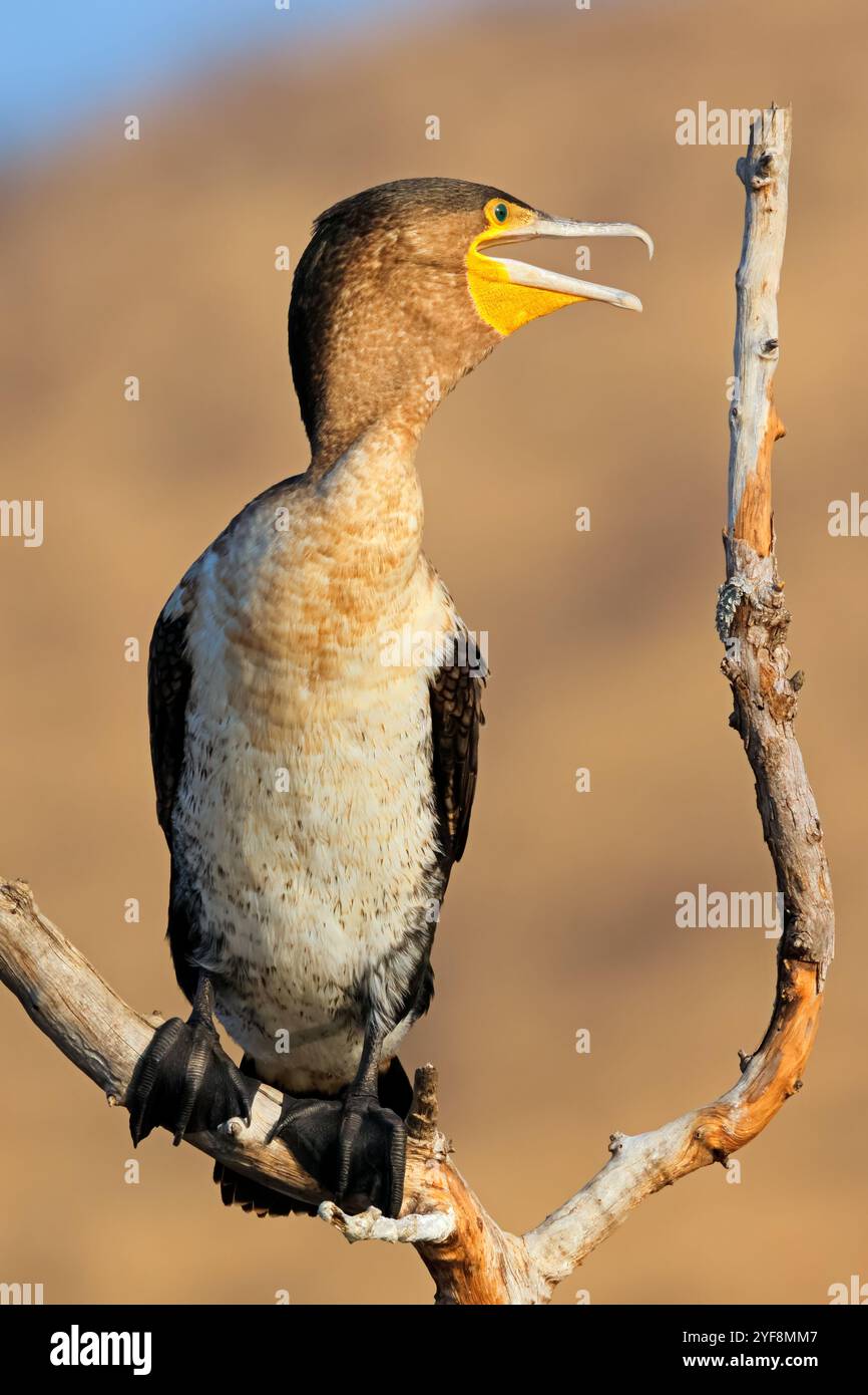 Un cormorano dal petto bianco (Phalacrocorax lucidus) su un ramo, il Parco Nazionale di Pilanesberg, Sudafrica Foto Stock