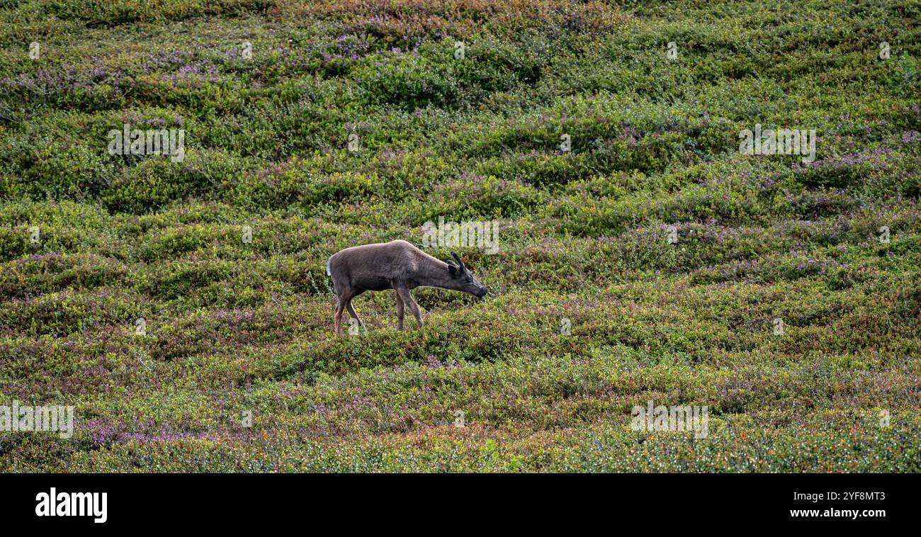 Una giovane renna di montagna con piccole corna vagano liberamente, nutrendosi di cespugli di mirtillo nella lussureggiante brughiera durante i caldi mesi estivi in Svezia Foto Stock