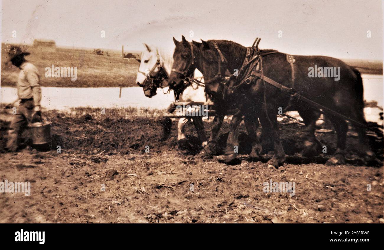 Homesteading, anni '1920, Saskatchewan, Canada Foto Stock
