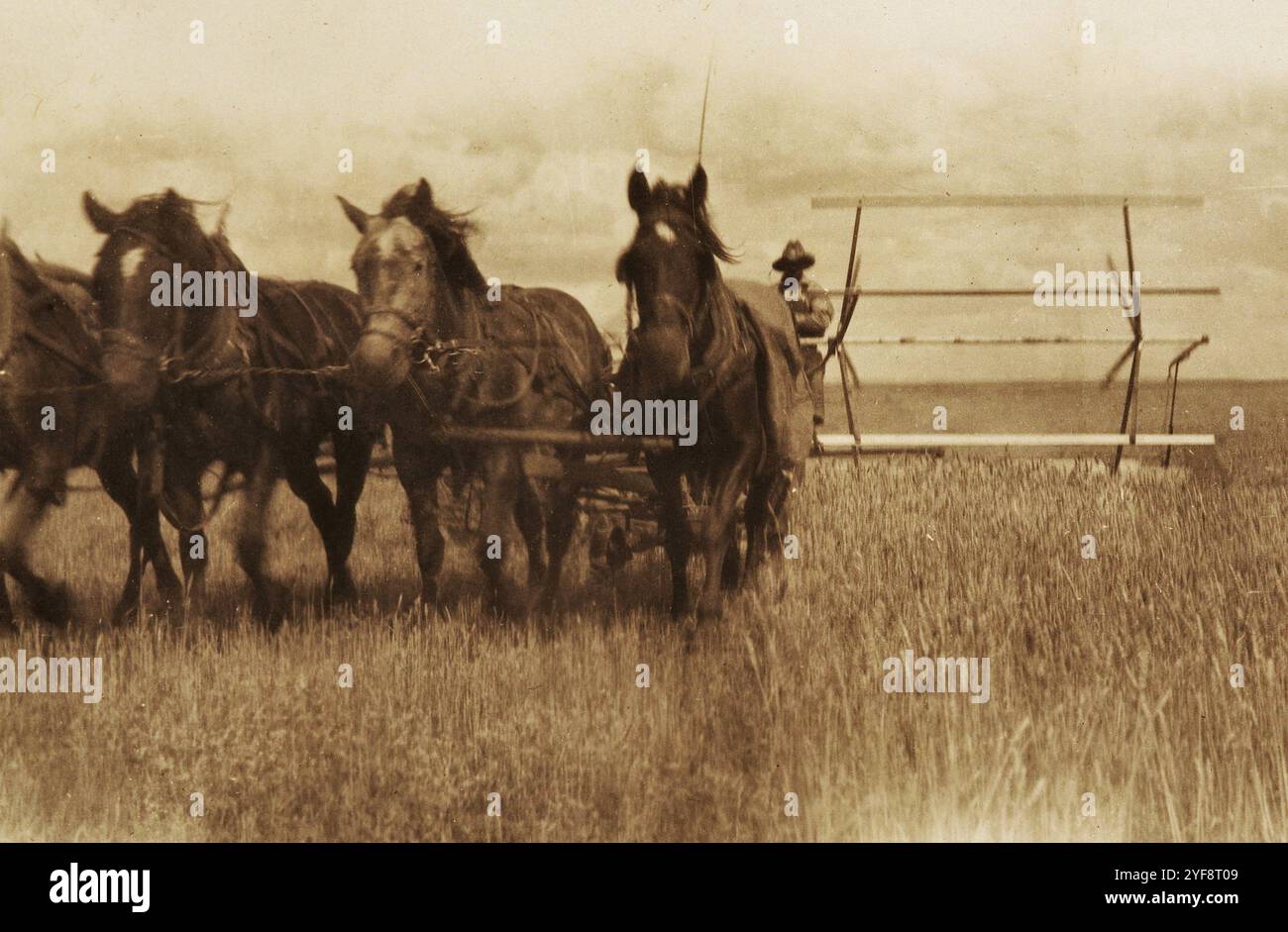 Homesteading, anni '1920, Saskatchewan, Canada Foto Stock
