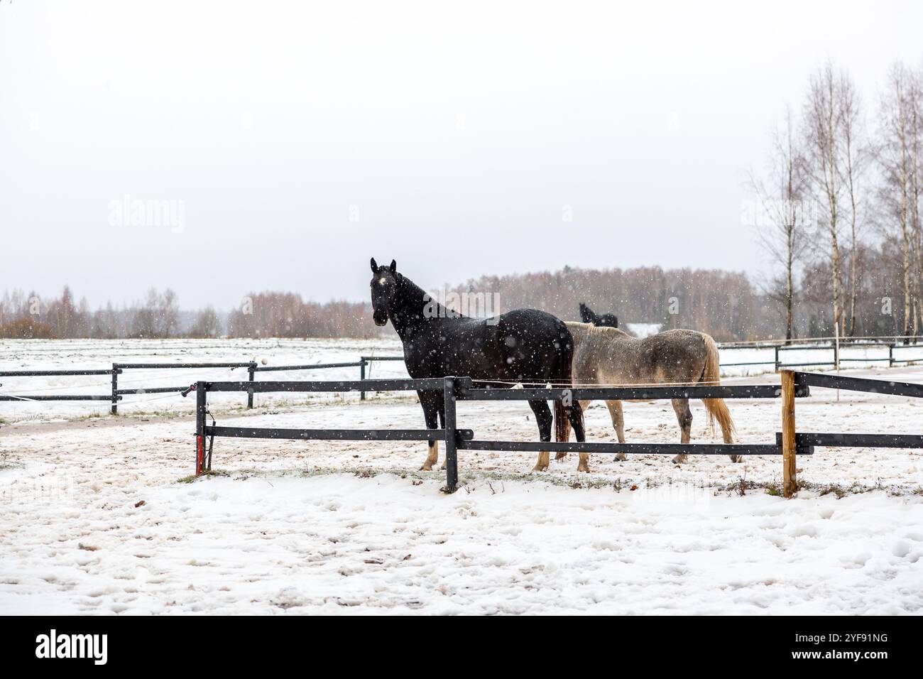 Cavalli in giacche invernali in un pascolo innevato con sfondo forestale Foto Stock
