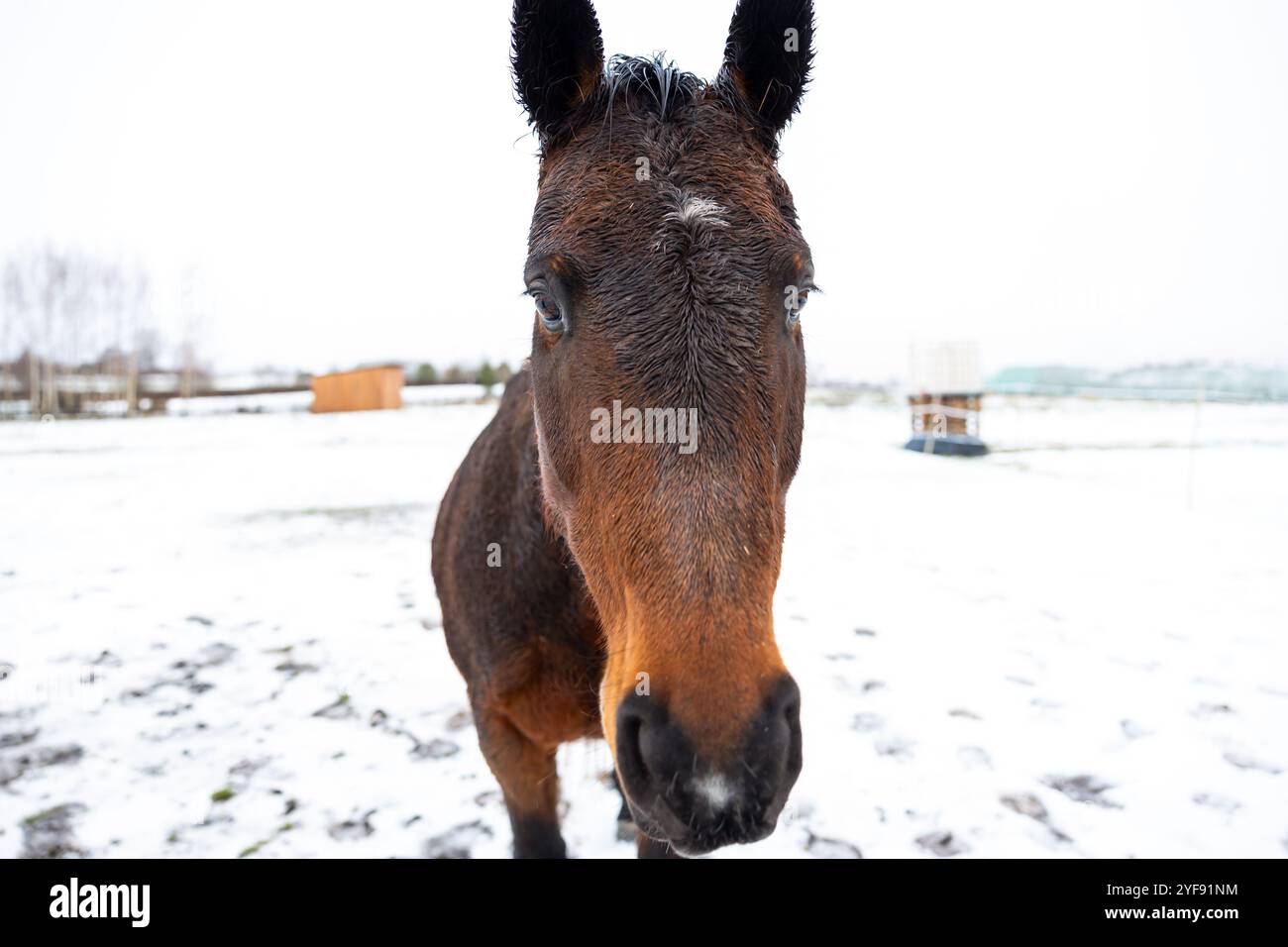 Primo piano di un amico Horse's Face in un campo innevato Foto Stock