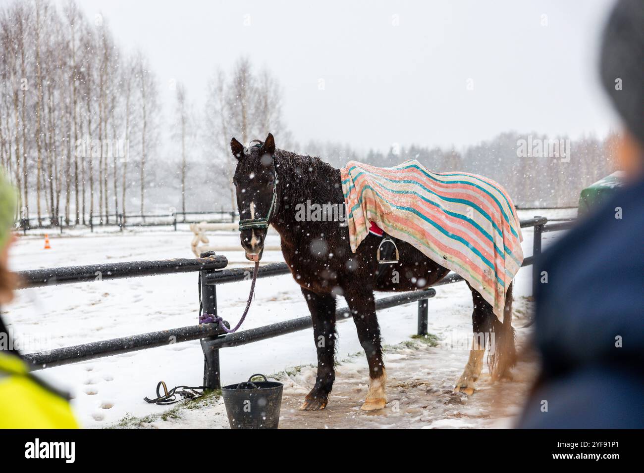 Curious Horse in una coperta a righe che osserva un pascolo innevato Foto Stock