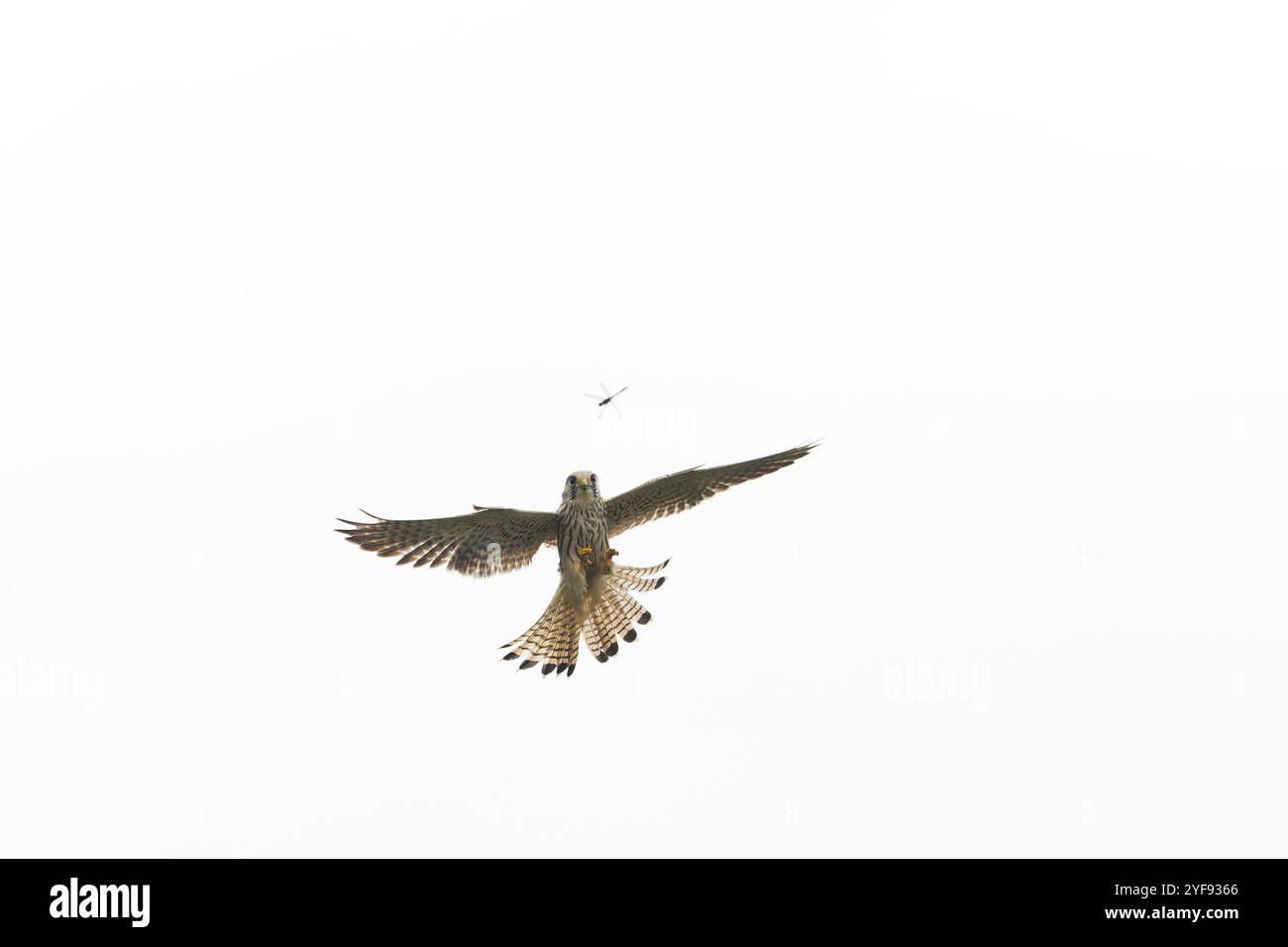 Gheppio comune Falco tinnunculus, femmina adulta in procinto di catturare Common darter Sympetrum striolatum, libellula adulta in volo, Suffolk, Inghilterra, ottobre Foto Stock