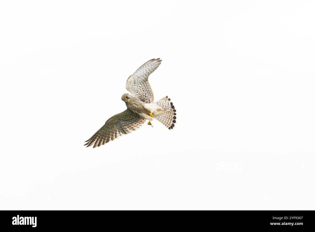 Gheppio comune Falco tinnunculus, donna adulta che vola appena catturato Common darter Sympetrum striolatum, libellula adulta in taloni, Suffolk Foto Stock