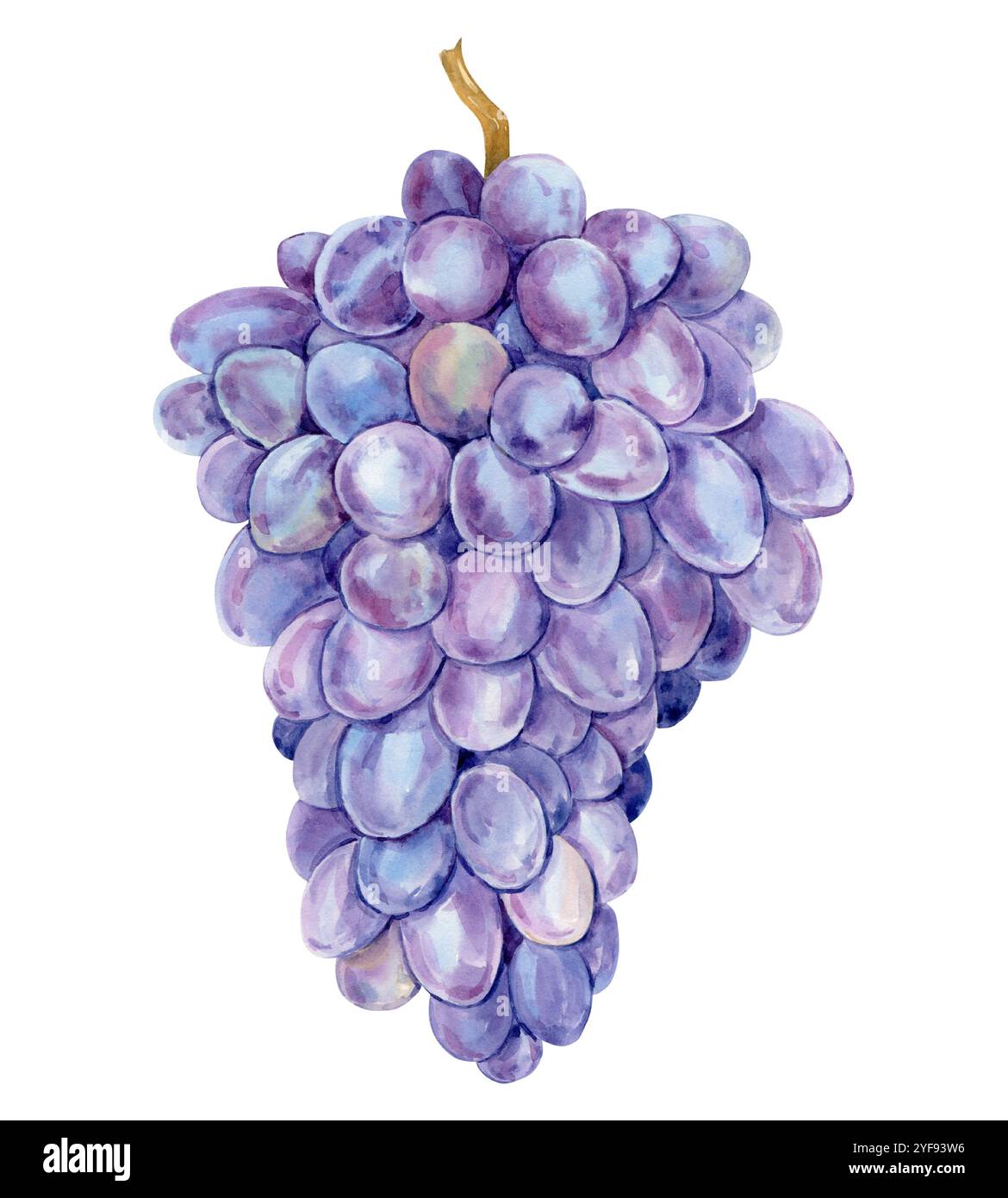 Acquerello con uva viola. Immagine di frutta viola isolata su sfondo bianco. Simbolo dell'uva per etichette di vino, succo, marmellate. Punto di riferimento per l'azienda vinicola, caffè Foto Stock