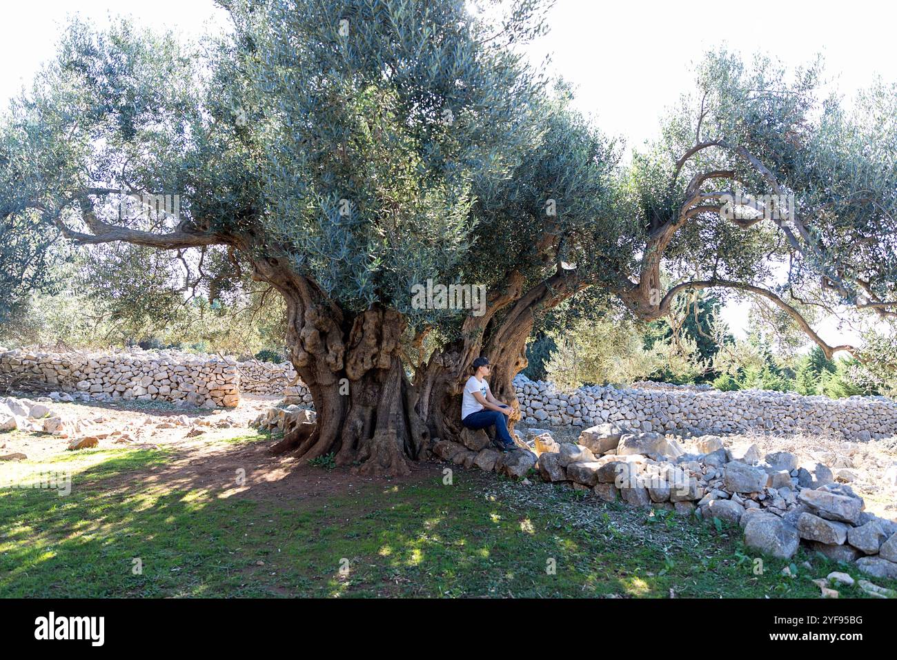 Ulivi secolari nei giardini di ulivi di Lun, oliveti in un piccolo villaggio di Lun sull'isola di pag in Dalmazia, Croazia, piccola azienda agricola Foto Stock