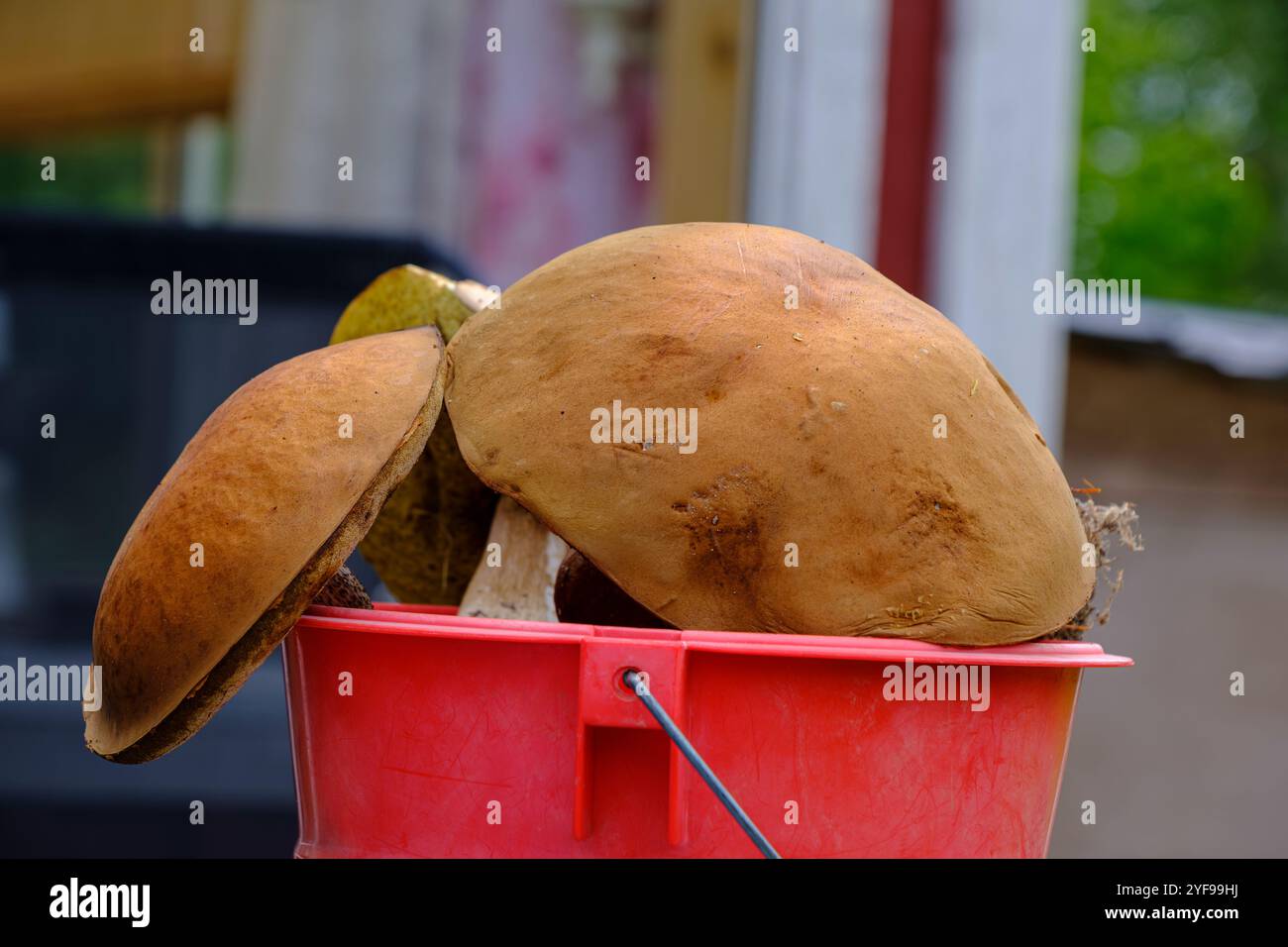 Primo piano di un secchio pieno di funghi commestibili appena raccolti. Foto Stock